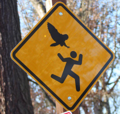 Illustration for article titled owl attack: update
